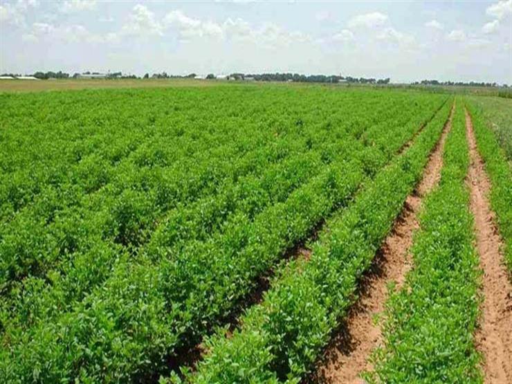 نقيب الزراعيين: مصر فقدت أكثر من 1.2 مليون فدان من أجود الأراضي الزراعية