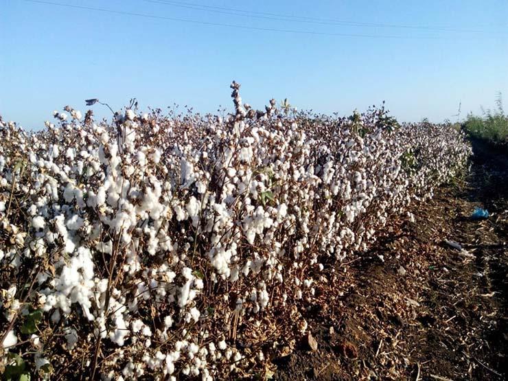 مدير معهد القطن زراعة 170 ألف فدان وصنف جديد يحاكي جيزة مصراوى