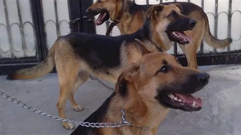 كلب حراسة يهاجم شرطي داخل وحدة مطافي أكتوبر