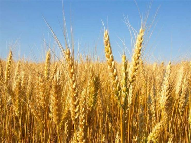 الزراعة: "لدينا نصف مليون طن زائد في إنتاج القمح رغم أزمة كورونا"