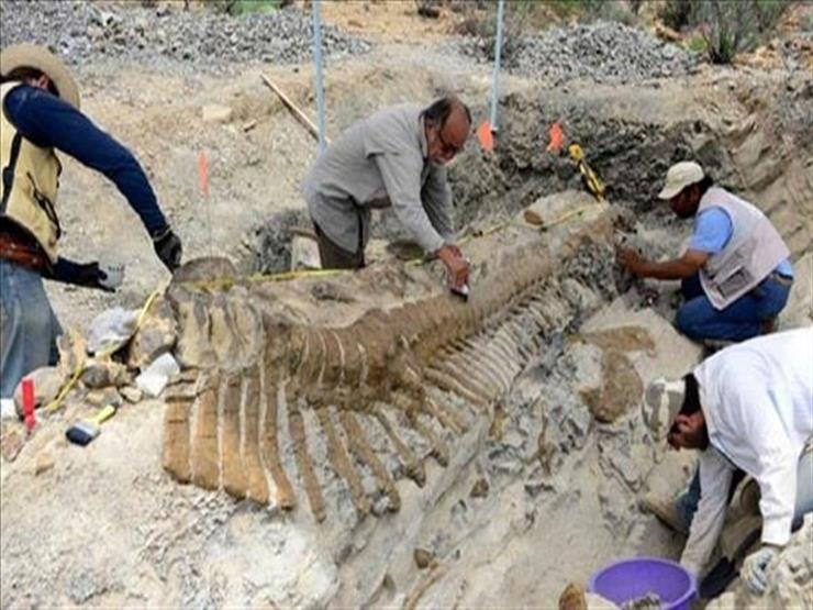 حفريات جامعة المنصورة: قريبًا اكتشافات جديدة لهياكل ديناصورات وتماسيح