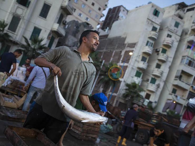 بعد تحسن الطقس.. انخفاض أسعار الأسماك بأسواق دمياط بعد تحسن الطقس.. انخفاض أسعار الأسماك بأسواق دمياط