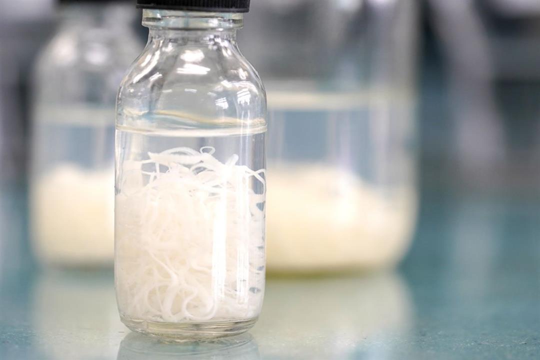 الدودة الشريطية