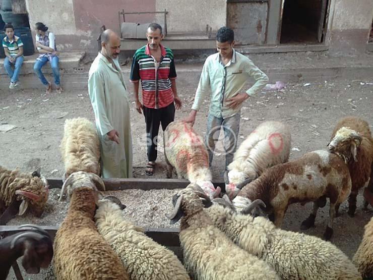  قبل العيد.. رئيس "الثروة الحيوانية" يوضح عوامل اختيار أضحية خالية من الأمراض 