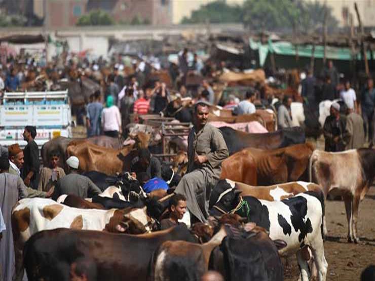 الركود يسيطر على أسواق المواشي.. هل ستنخفض الأسعار قبل العيد | مصراوى
