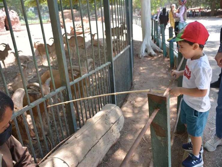 الحكومة تحسم الجدل حول زيادة أسعار تذاكر حديقة الحيوان  مصراوى
