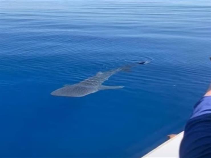 رئيس جمعية الإنقاذ البحري يكشف سر ظهور القرش الحوتي في الغردقة
