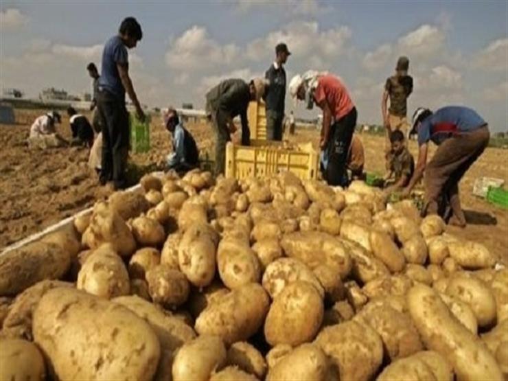 الزراعة: تصدير أكثر من 650 ألف طن بطاطس خلال الموسم الحالي
