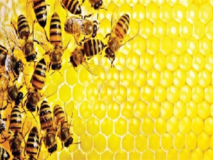دراسة: سم نحل العسل يساهم في القضاء على سرطان الثدي