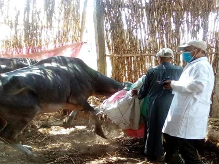 "شديد الوبائية".. الخدمات البيطرية تعلن انطلاق الحملة القومية لتحصين المواشي ضد الحمى القلاعية