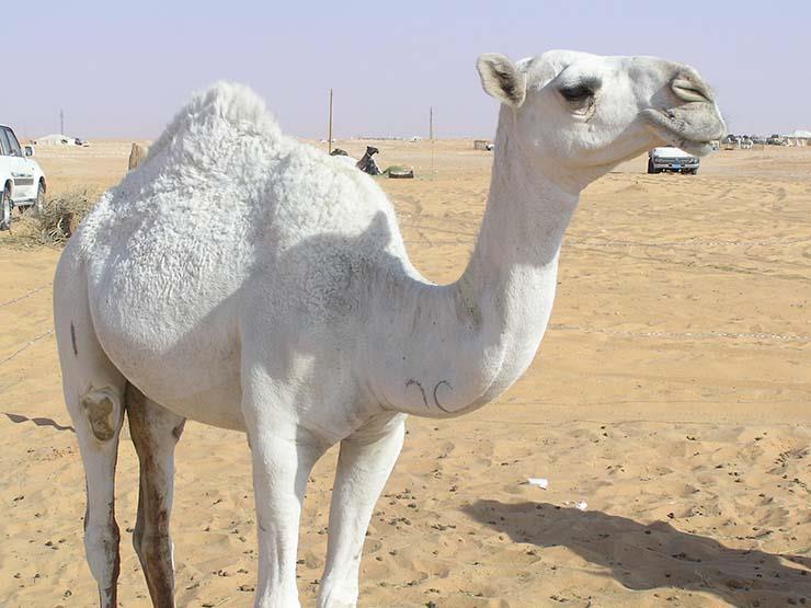 camel bán