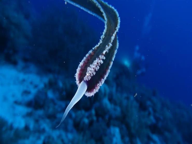  علوم البحار بالغردقة: الحيوان البحري المكتشف بالبحر الأحمر ينتمي لكائنات الأعماق
