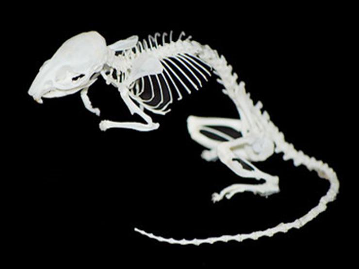 مركز الحفريات بجامعة المنصورة: اكتشاف هيكل عظمي لفأر عمره 34 مليون سنة