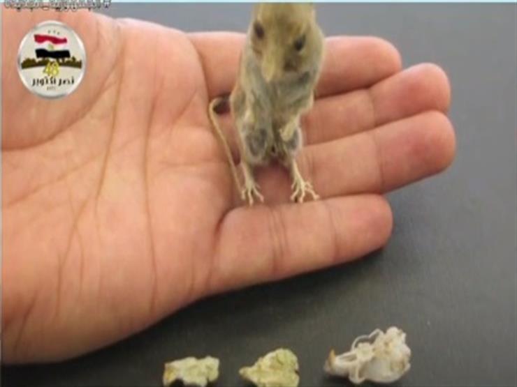 مركز حفريات المنصورة: اكتشاف فأر لم يسجل من قبل في قائمة علم الحيوان