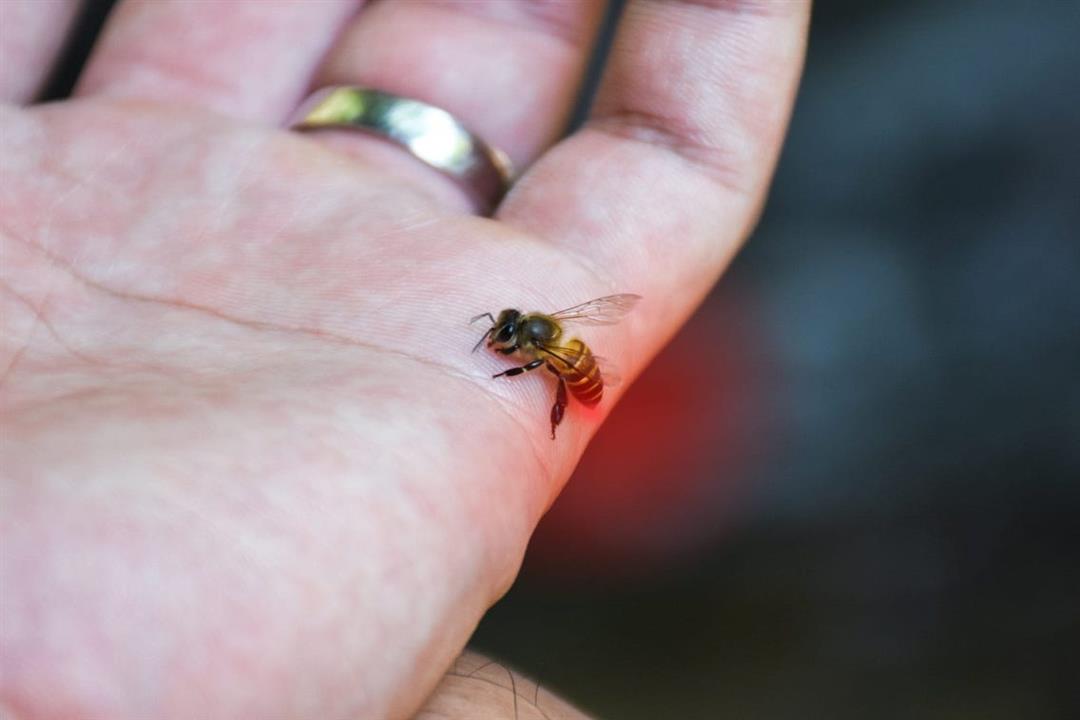 فوائد قرصة النحل.. حقيقة أم خرافة؟