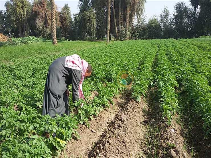  متحدث الزراعة: نحمي الفلاح المصري في ظل الأزمة العالمية لسعر الأسمدة 