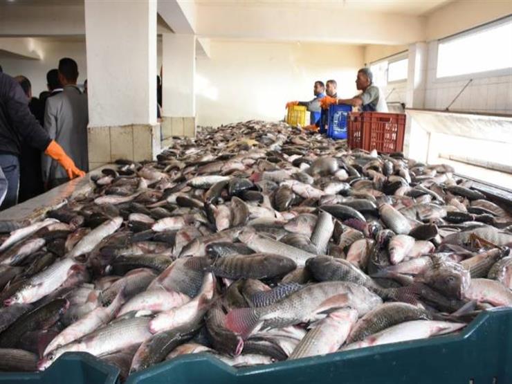 هيئة الثروة السمكية تكشف تفاصيل حظر الصيد في بعض محافظات البحر الأحمر