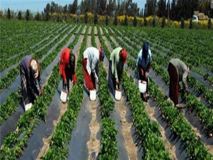 "الزراعة": 10 إجراءات مهمة للمزارع والمربي لتجنب أثار الأمطار