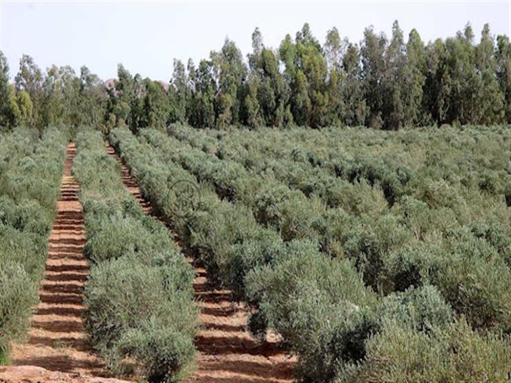 زراعة مطروح: التغيرات المناخية أدت إلى انخفاض محصول الزيتون بالمحافظة