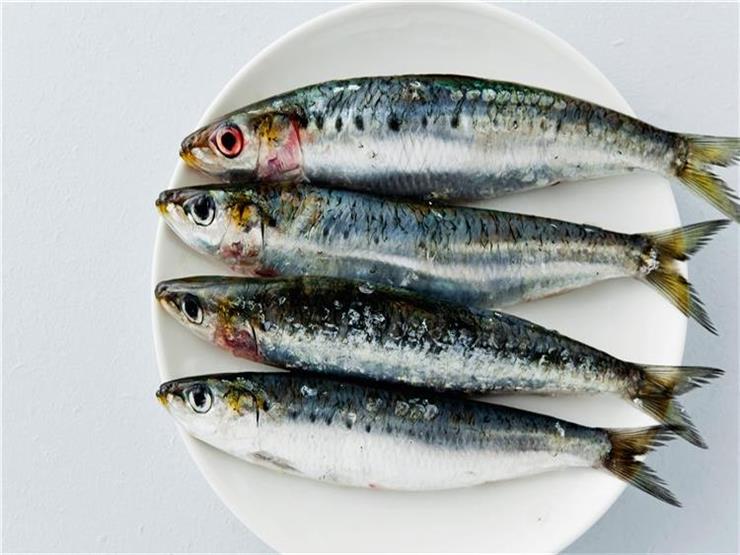 أنواع سمك السردين 5. أفضل المناطق لصيد أنواع سمك السردين