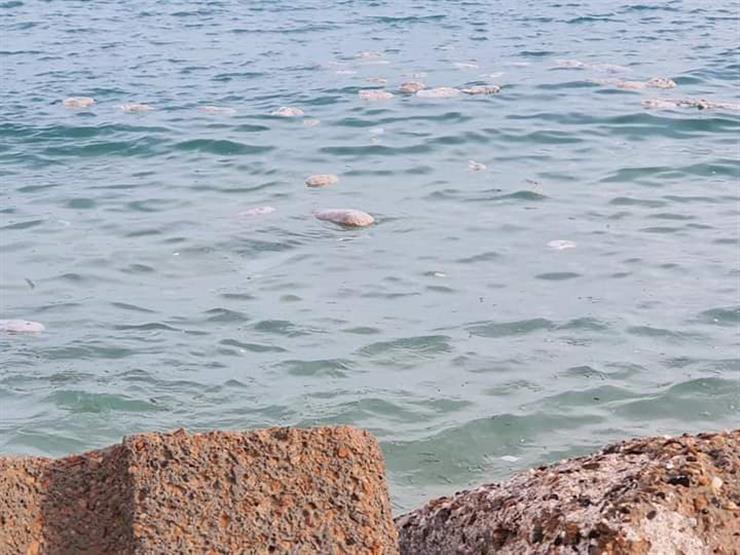 "السياحة والمصايف": من المستحيل ظهور أسماك القرش على سواحل الإسكندرية