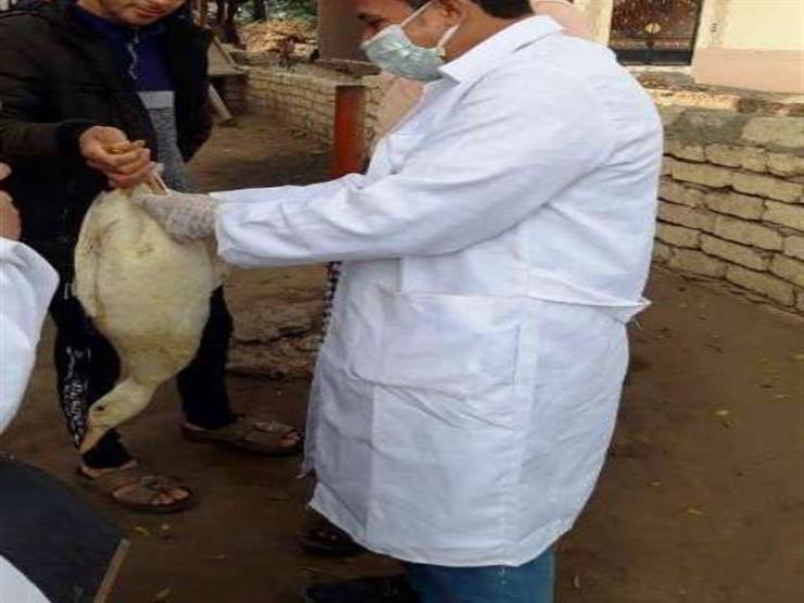 تحصين 190 ألف و491 طائر ضد الأنفلونزا بالشرقية تحصين 190 ألف و491 طائر ضد الأنفلونزا بالشرقية