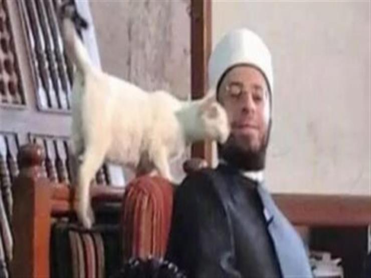 "المشهد لمس قلبي".. أسامة الأزهري عن صورته مع أحد القطط بالأزهر