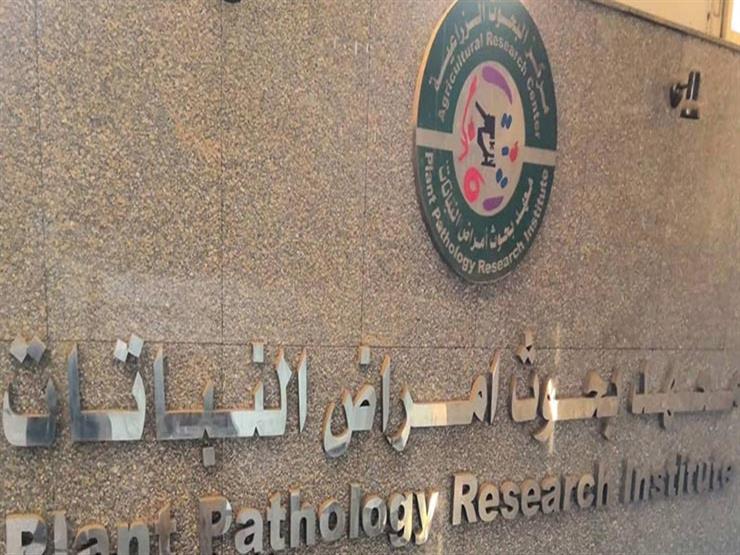 "الزراعة": معهد أمراض النباتات يتابع محصول القمح في الشرقية "الزراعة": معهد أمراض النباتات يتابع محصول القمح في الشرقية