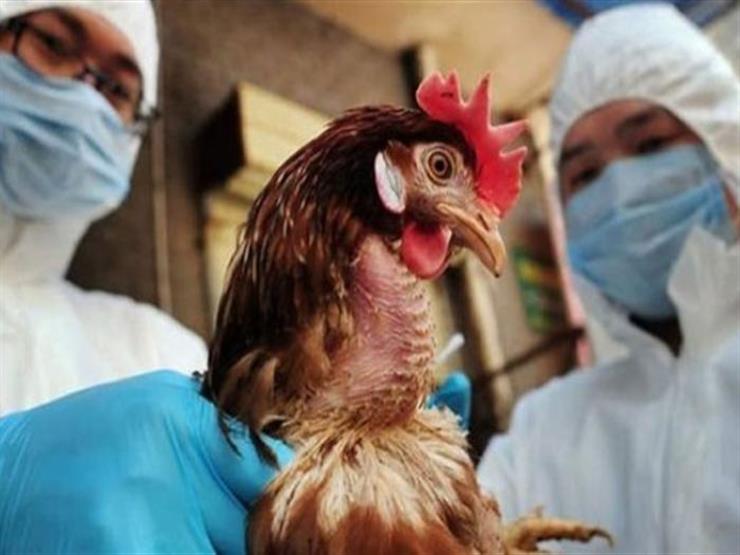 بخلاف كورونا.. الصين تسجل حالات إصابة بإنفلونزا الطيور بخلاف كورونا.. الصين تسجل حالات إصابة بإنفلونزا الطيور