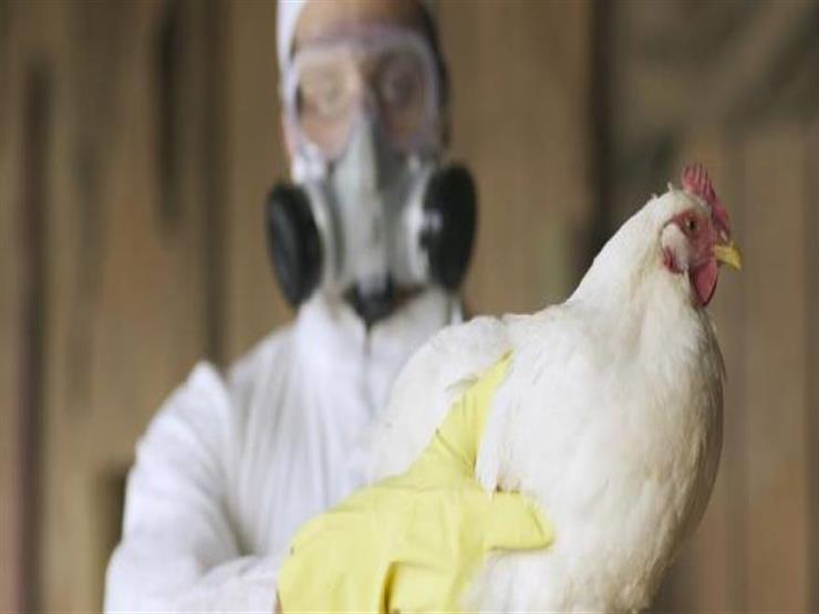 الصحة العالمية تكشف تفاصيل فيروس H5N1.. هل يتحول إنفلونزا الطيور لوباء؟
