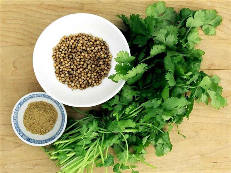 5 health benefits of “coriander” that you may not know … including regulating blood pressure