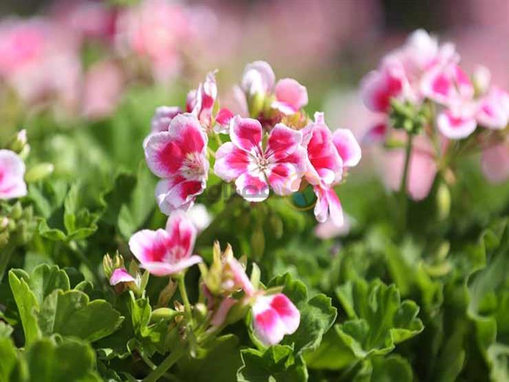  الإرشاد الزراعي: نطبق إجراءات الوقاية من كورونا في معرض زهور الربيع