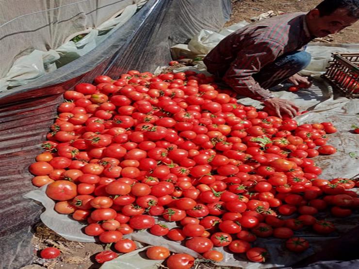 الزراعة عن واقعة فيديو الطماطم: "تالفة.. وصاحبها ألقاها في المصرف لتغذية الأسماك"