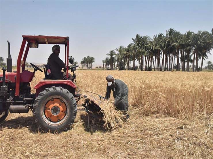 بعد قرار السيسي.. "القومية للقمح": نسعى لتوريد أكبر كمية في تاريخ مصر هذا العام