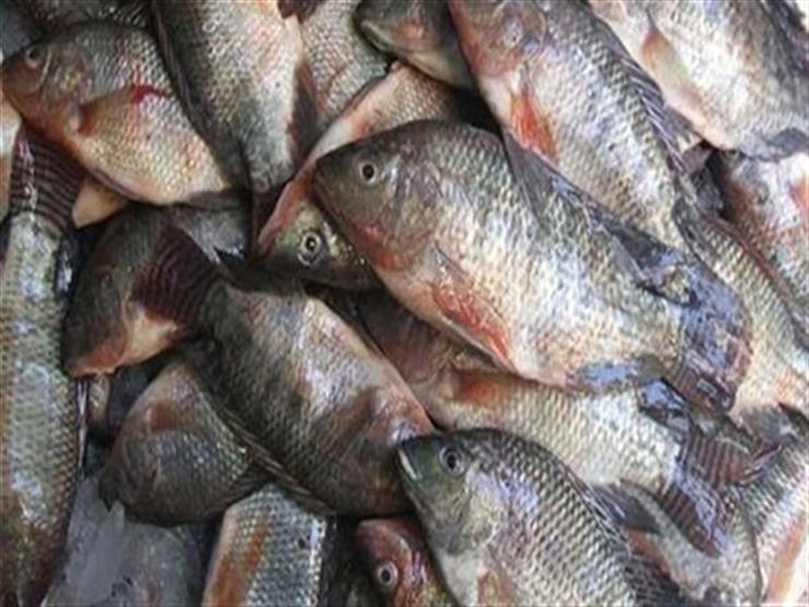 ضبط 7 أطنان لحوم وأسماك فاسدة خلال حملة في القليوبية ضبط 7 أطنان لحوم وأسماك فاسدة خلال حملة في القليوبية