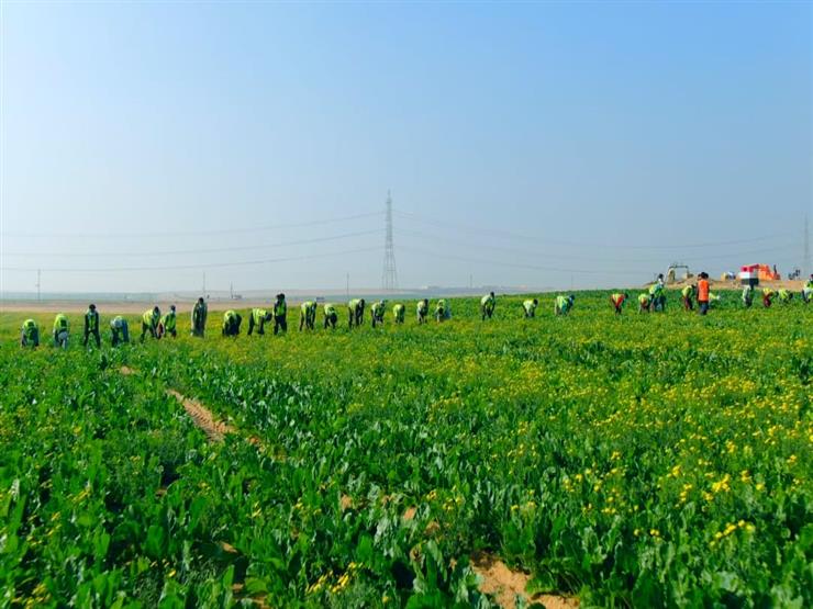 نقيب الزراعيين: ستصل مساحة مشروع مستقبل مصر 800 ألف فدان بحلول العام المقبل