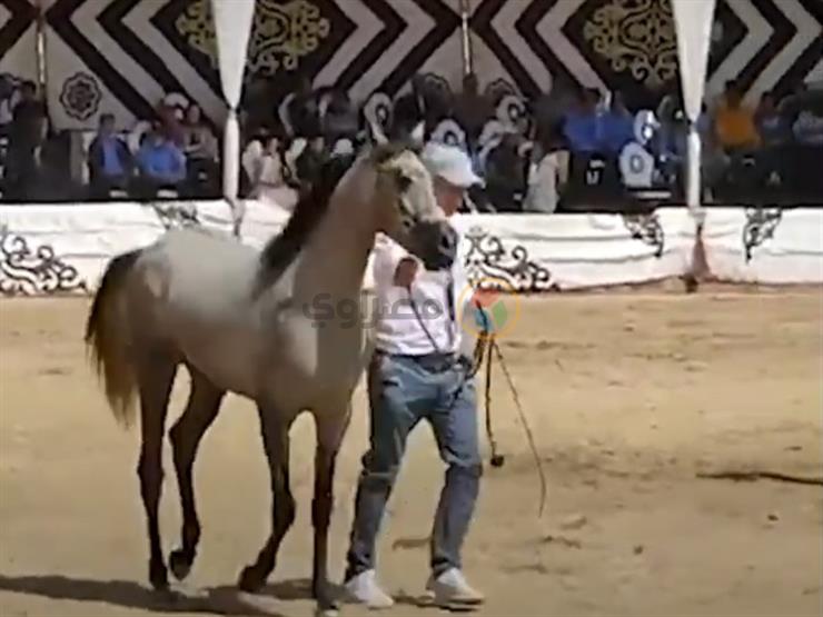 مهرجان البحيرة الدولي الرابع عشر للخيول العربية