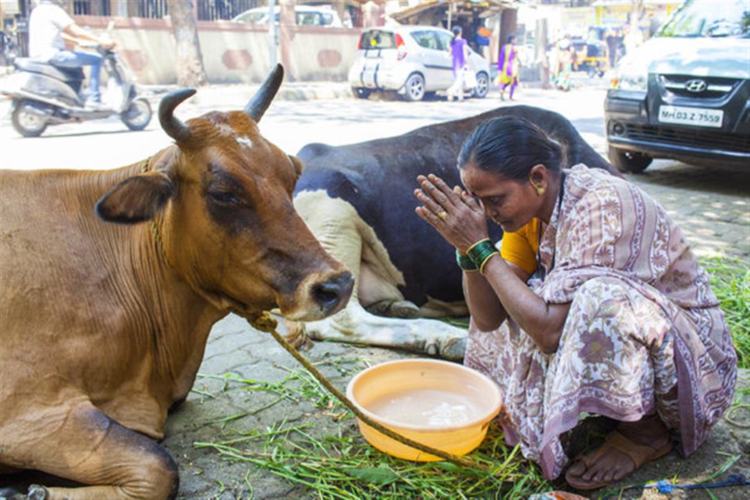 بعد استخدامه في الهند.. هل دهن الجسم بفضلات الأبقار يقي من كورونا؟