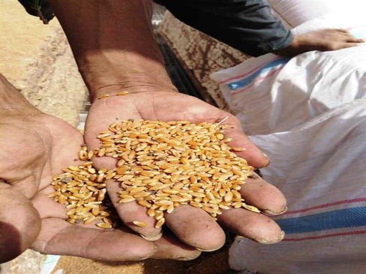 محافظ الغربية: انتظام توريد القمح بعد إجازة عيد الفطر المبارك محافظ الغربية: انتظام توريد القمح بعد إجازة عيد الفطر المبارك