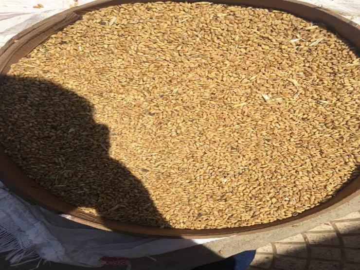 ضبط ٤ أطنان قمح فاسد داخل شونة مركزية بالغربية ضبط ٤ أطنان قمح فاسد داخل شونة مركزية بالغربية
