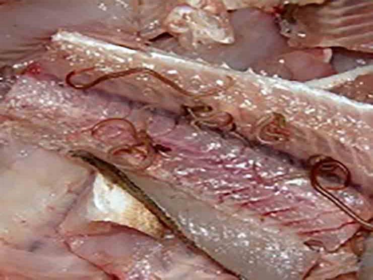 نقيب الصيادين: ديدان الأسماك ليس لها تأثير على الإنسان.. ومطالبات بتطهير البحيرات من القواقع