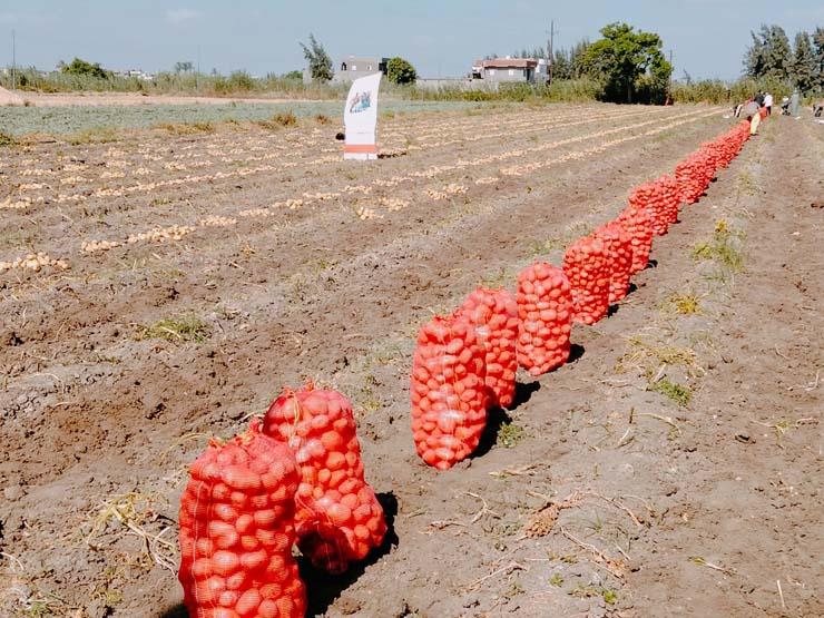 وزير الزراعة يكشف موعد انخفاض سعر البطاطس