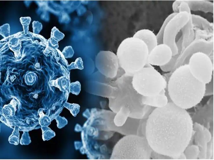 أستاذ الفيروسات بجامعة زويل: انتشار الفطريات ناتجة عن تأثير فيروس كورونا