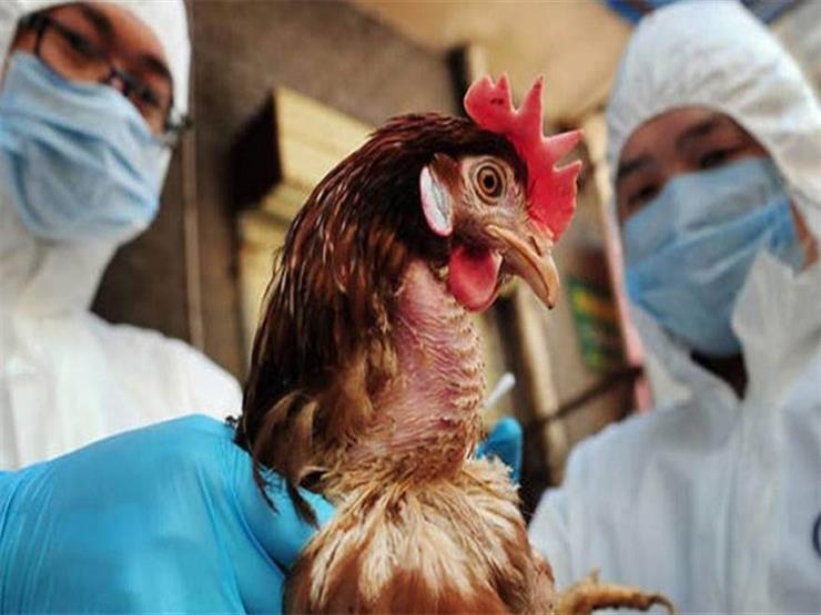 علماء يحذرون من تحول إنفلونزا الطيور لوباء بشري