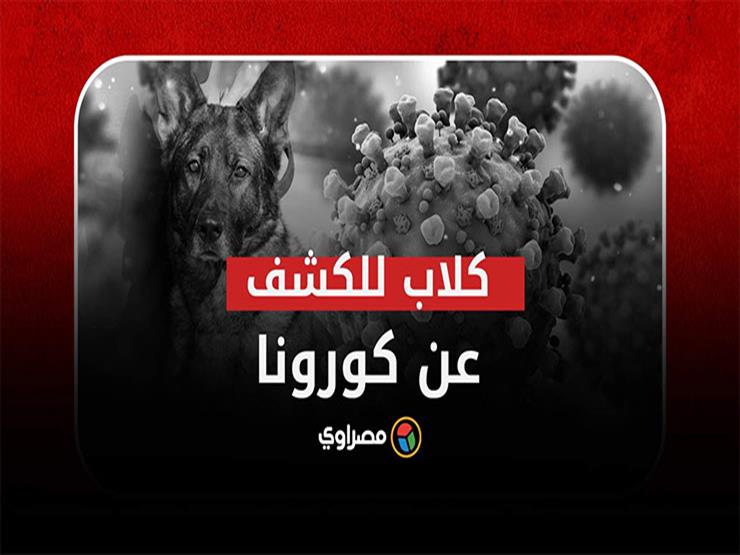 من أجل التجمعات..دولة أوروبية تستخدم الكلاب لاكتشاف الإصابة بكورونا من أجل التجمعات..دولة أوروبية تستخدم الكلاب لاكتشاف الإصابة بكورونا
