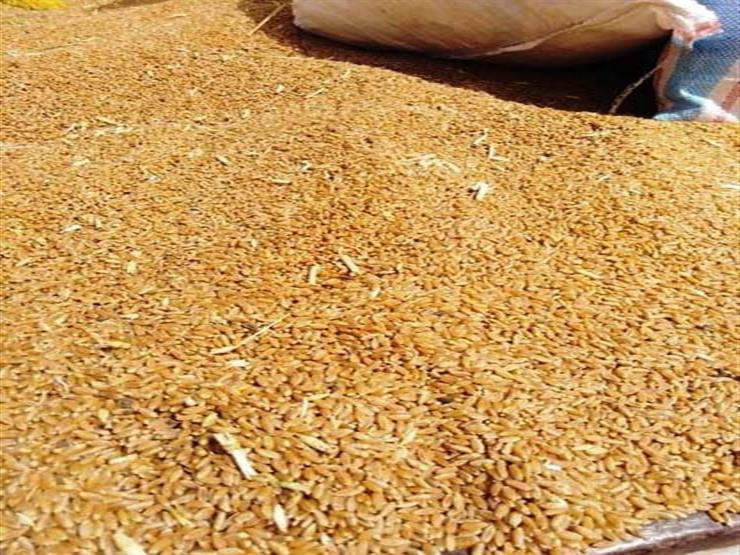 الإحصاء: ارتفاع طفيف في إنتاج مصر من الحبوب لـ 21.8 مليون طن في 2019 - 2020