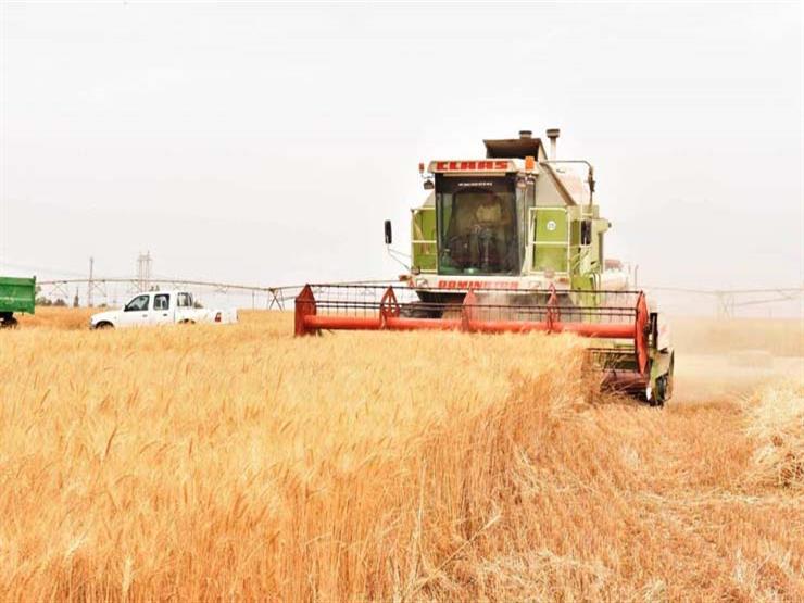 الزراعة: نتوقع حصاد 10 مليون طن من الأقماح هذا العام