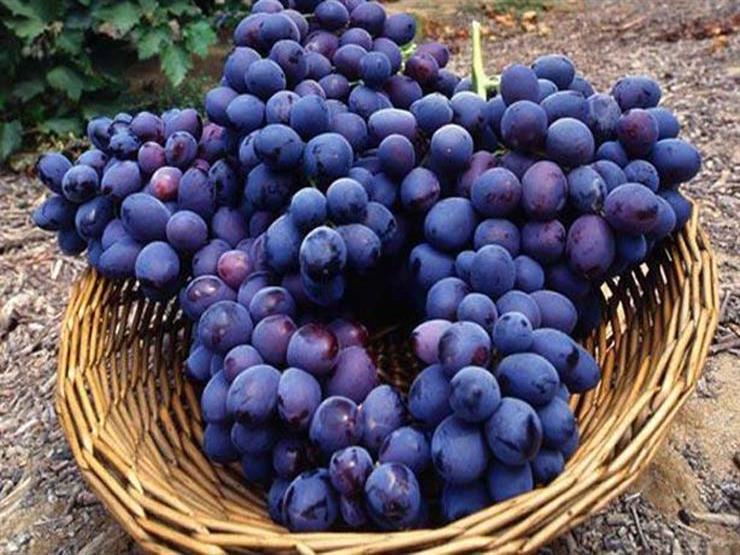 فوائد العنب البري لصحة الدماغ- هل يحمي من الخرف؟