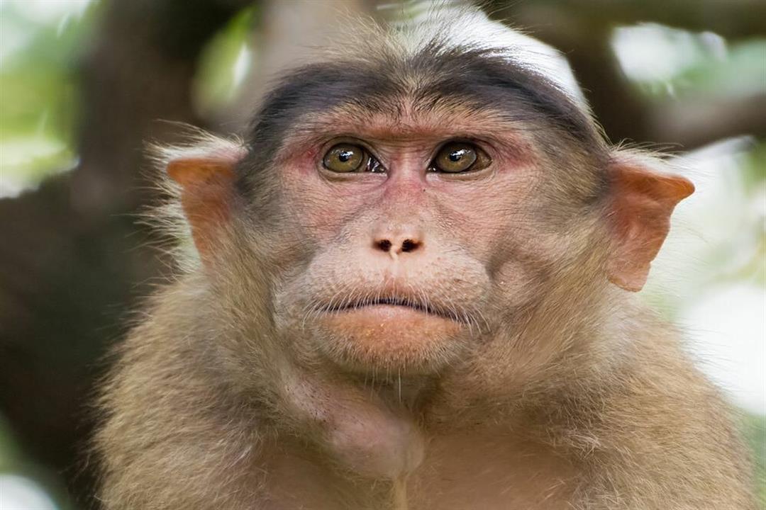 تسجيل أول وفاة بشرية بالفيروس القردي حول العالم في الصين
