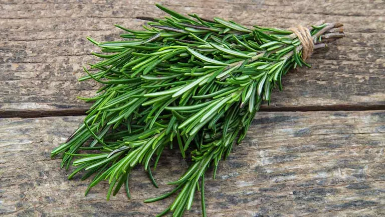 إكليل الجبل: مركب طبيعي يعزز شفاء الجروح ويقوي بصيلات الشعر